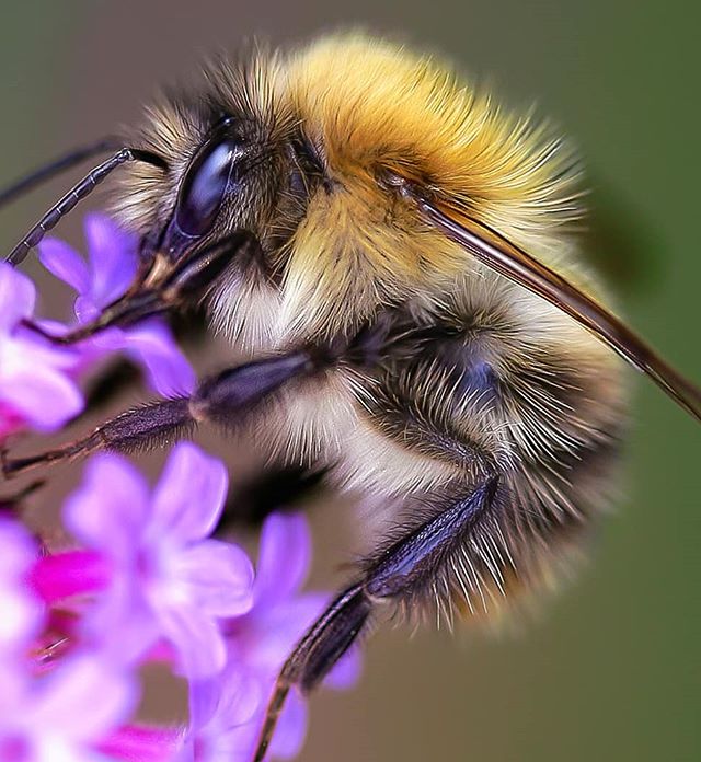 Bee Bristol